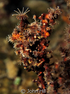 This IS a crab.  A very well disguised decorator crab hol... by John Hill 